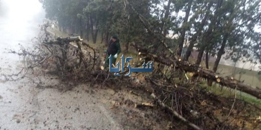 بالفيديو .. سقوط شجرة حرجية على الشارع العام في الشوبك - الخليج الان