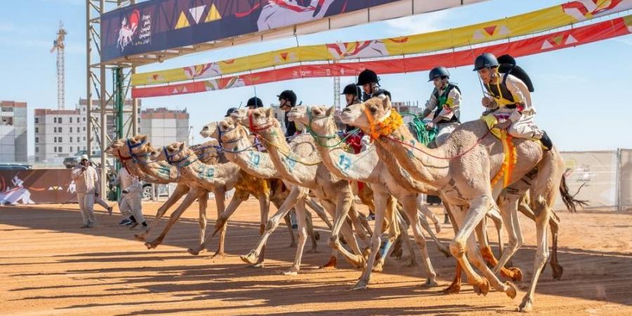 استحداث بطولة العرب للهجانة - الخليج الان