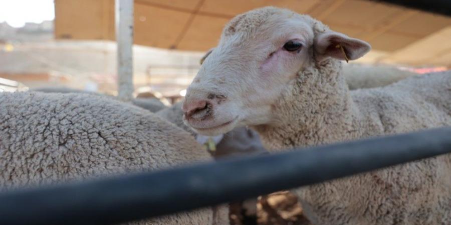 فتح باب الاستيراد التكميلي لتوفير اللحوم الحمراء محليا خلال شهر رمضان المبارك - الخليج الان