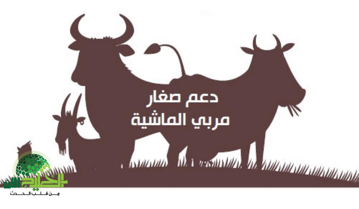 طريقة الاستعلام عن دعم المواشي للمستفيدين 1446 في السعودية.. خطوات وشروط مهمة