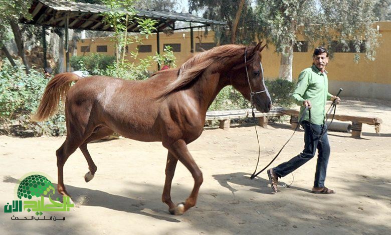 محطة الزهراء لتربية الخيول.. خطوة مصرية نحو العالمية(1)